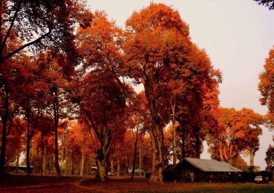 3 NIGHTS 4 DAYS KASHMIR PACKAGE