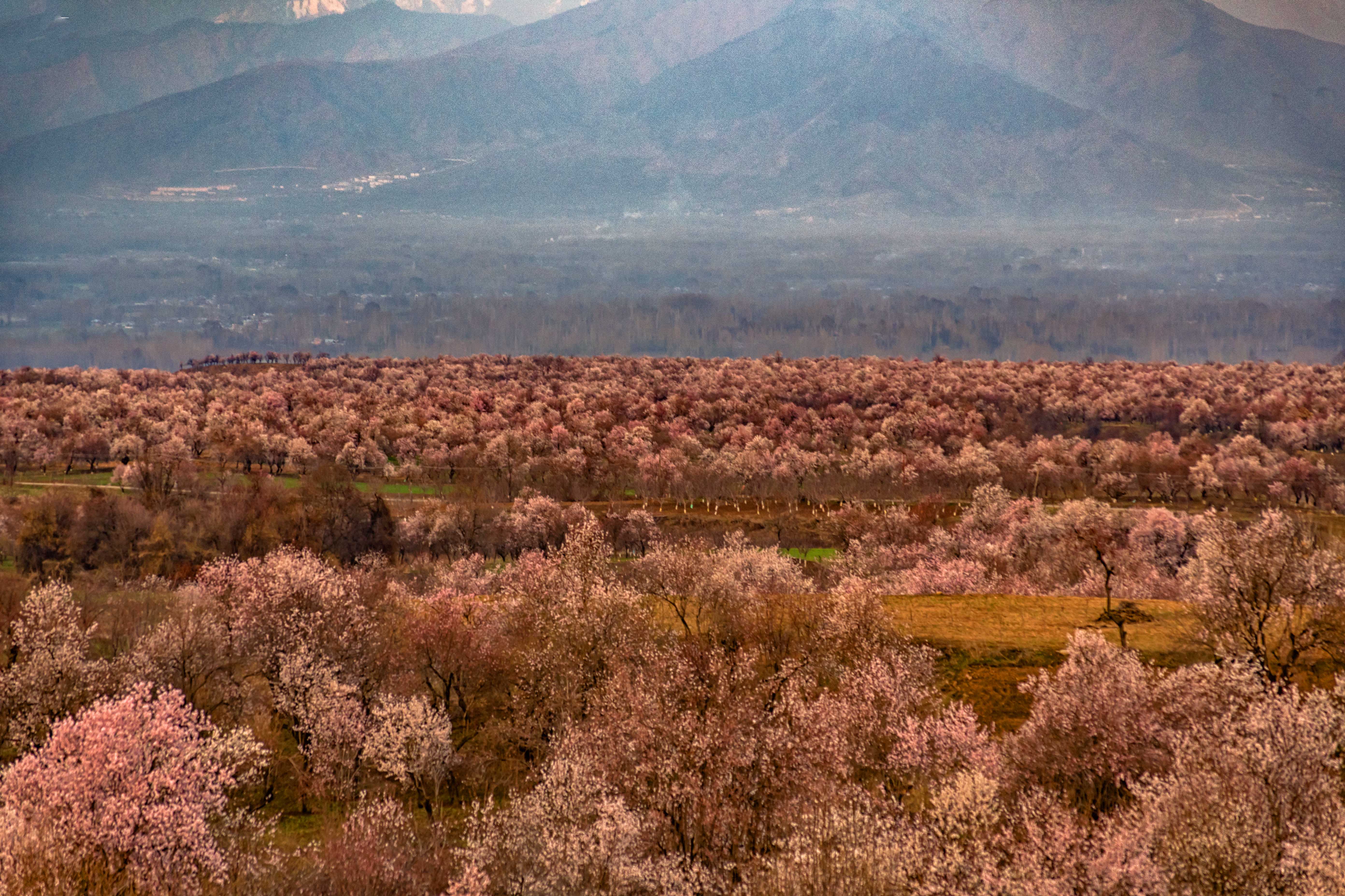 budgam-srinagar- Kashmir Travel Package