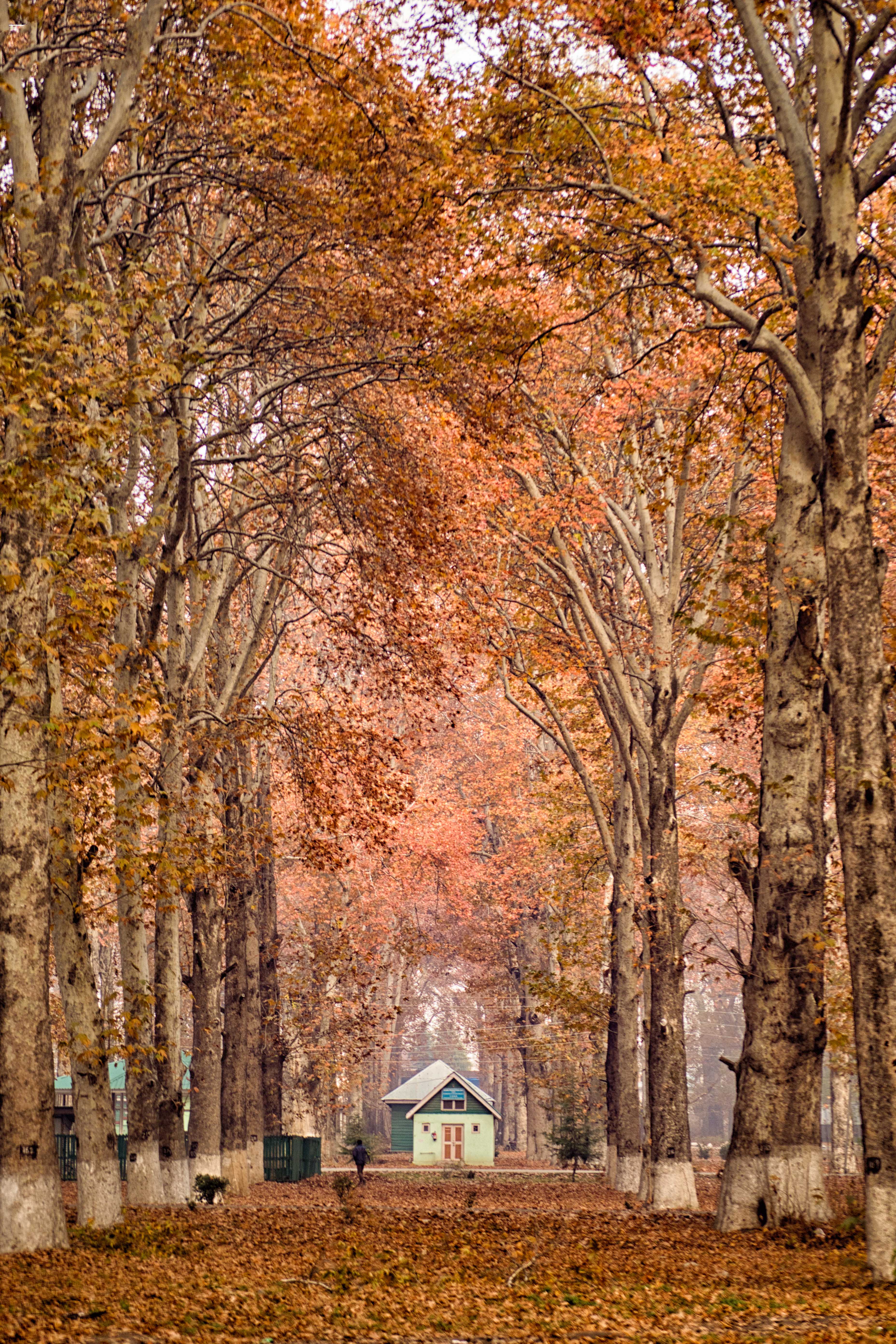 5 DAY 6 NIGHTS KASHMIR PACKAGE
